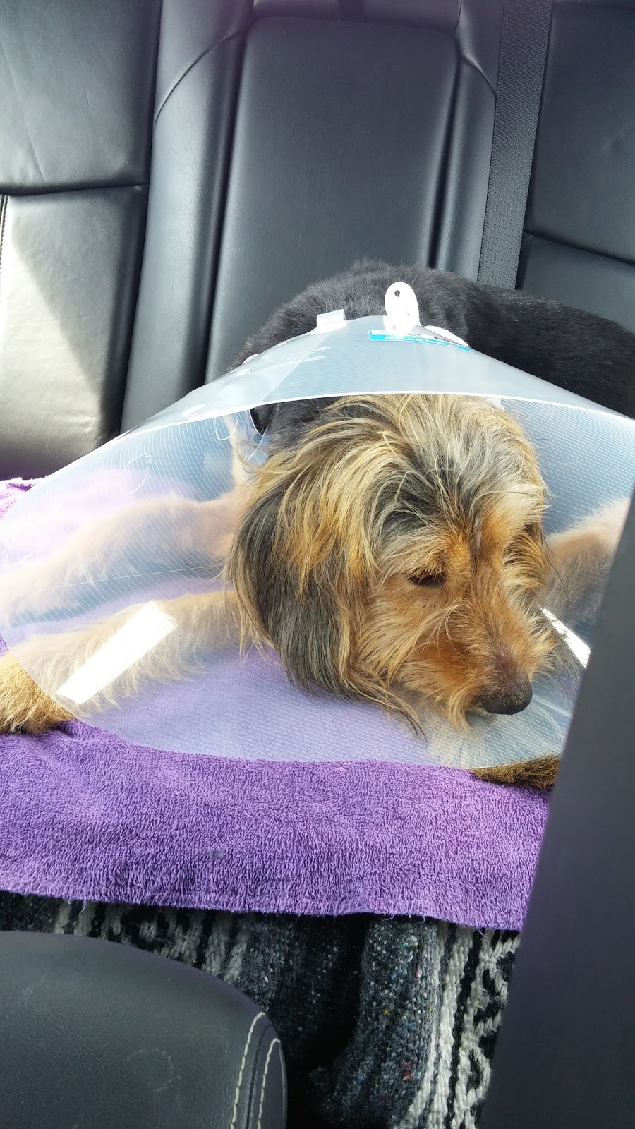 Westmount Neighbourhood Pet Clinic | 851 Wonderland Rd S, London, ON N6K 4T2, Canada | Phone: (519) 649-0080