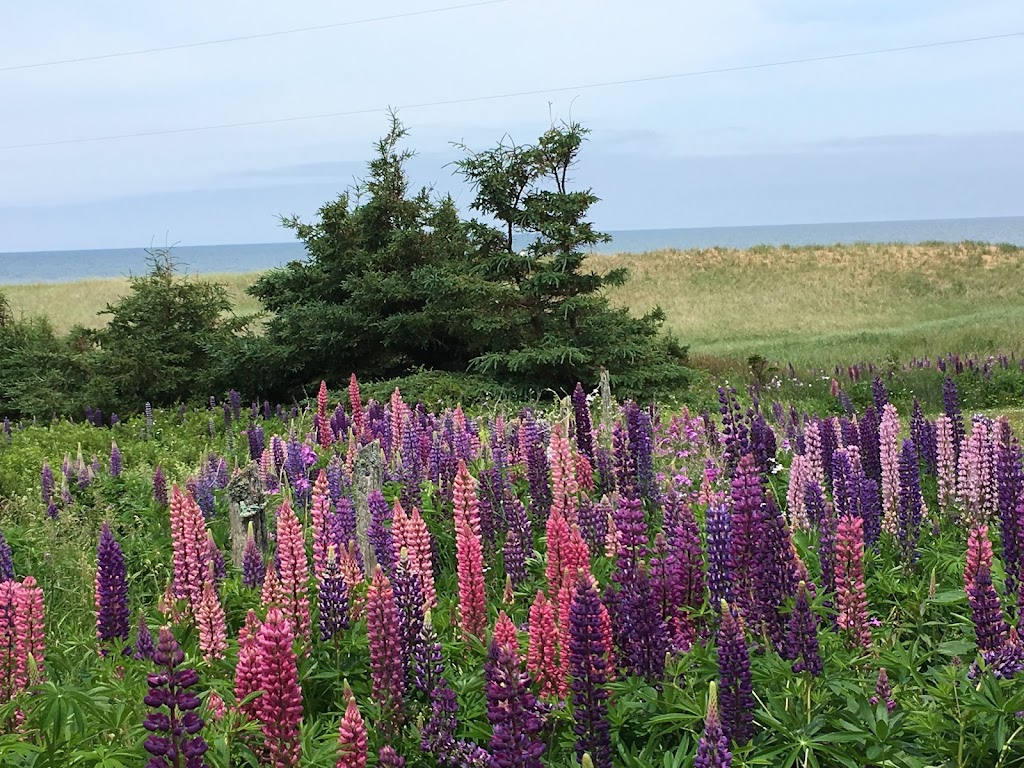 Wild Rose Beach Cottage | 166 Cousins Shore Rd, Kensington, PE C0B 1M0, Canada | Phone: (416) 571-7558