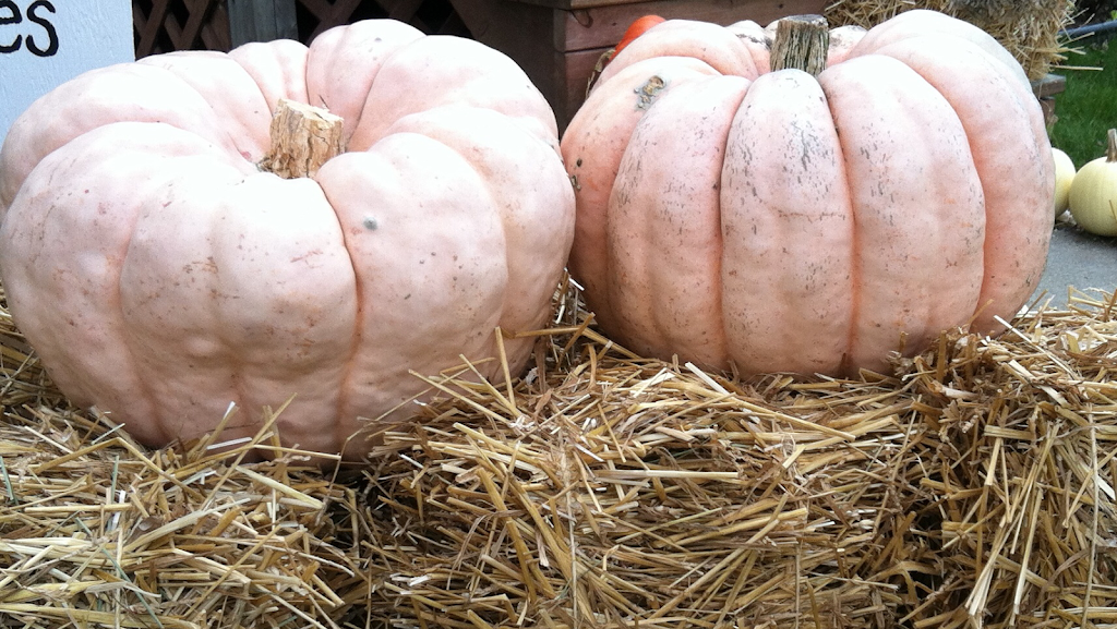 Hackett Farms | 203 Brockway Rd, Yale, MI 48097, USA | Phone: (810) 824-6931