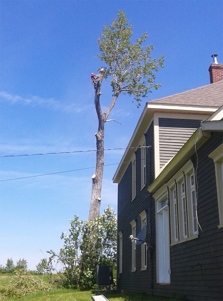Busy Beavers Tree Service | 182 Chem. Babineau, Grande-Digue, NB E4R 3T8, Canada | Phone: (506) 850-5388