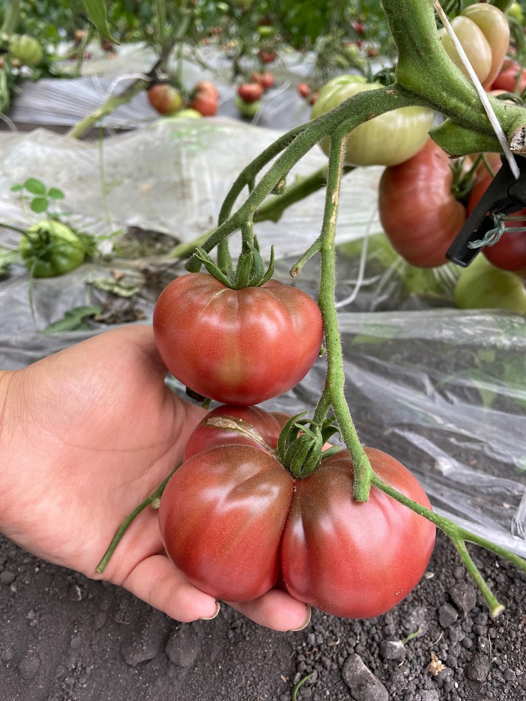 悠鲜美地农场 FreshPal Farm | RR4 Site9 Box12, Olds, AB T4H 1T8, Canada | Phone: (403) 483-4082
