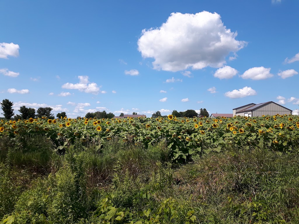Edwards Farm Store | 1574 9 Line, Innisfil, ON L9S 3Z1, Canada | Phone: (705) 436-2749