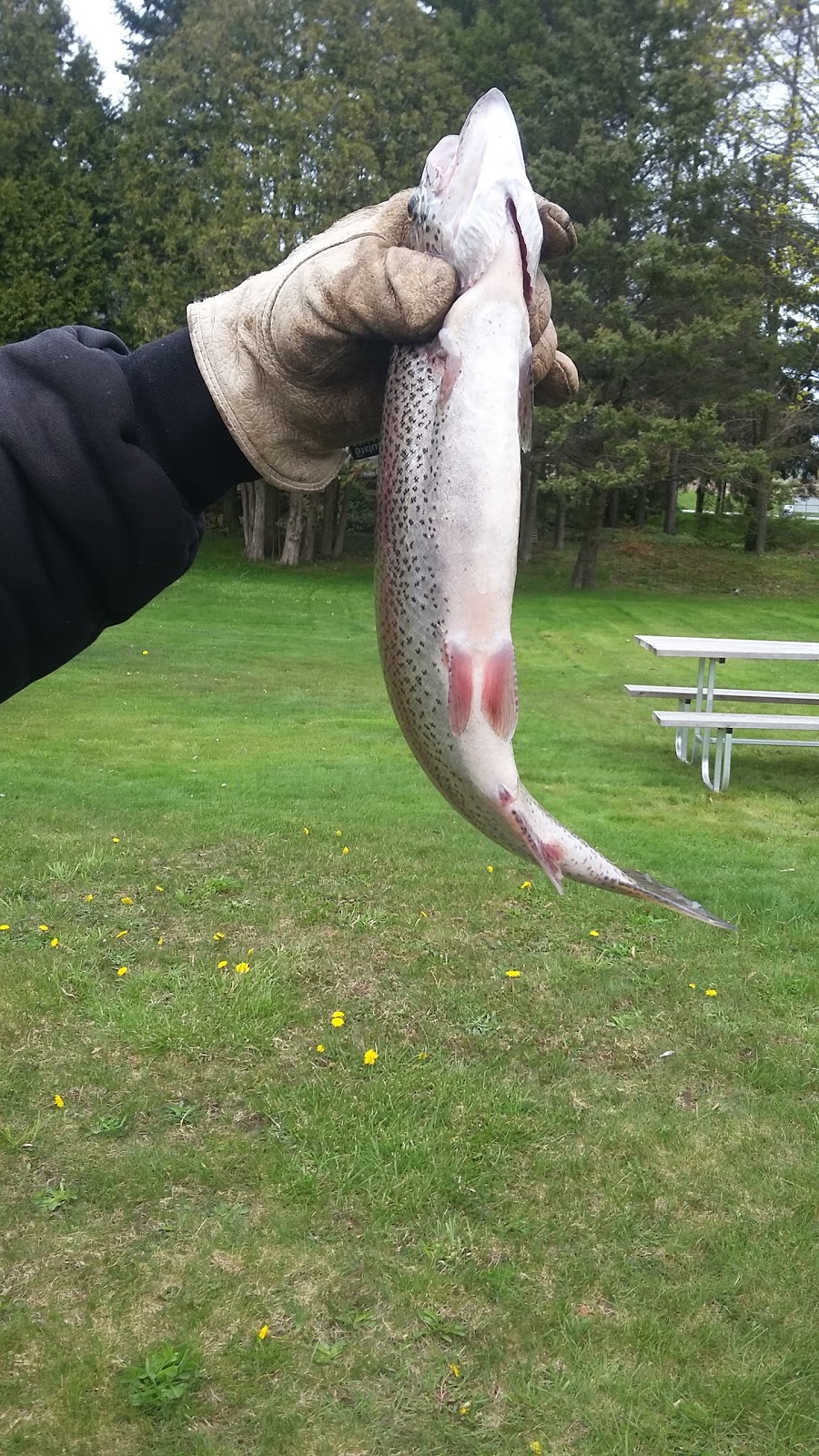 Lyndon Fishing Pond | 1745 Huron Rd, New Hamburg, ON N3A 3E4, Canada | Phone: (519) 696-3474
