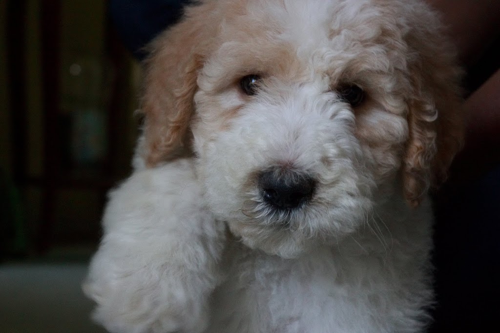 West Carleton Animal Hospital | 3710 Carp Rd, Carp, ON K0A 1L0, Canada | Phone: (613) 839-1115
