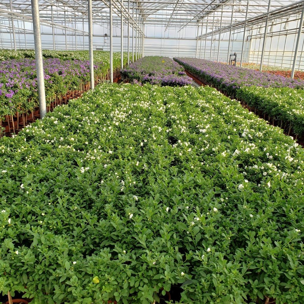 Dutch Flower House | 1214 Concession 7 Rd, Niagara-on-the-Lake, ON L0S 1J0, Canada | Phone: (905) 684-0600