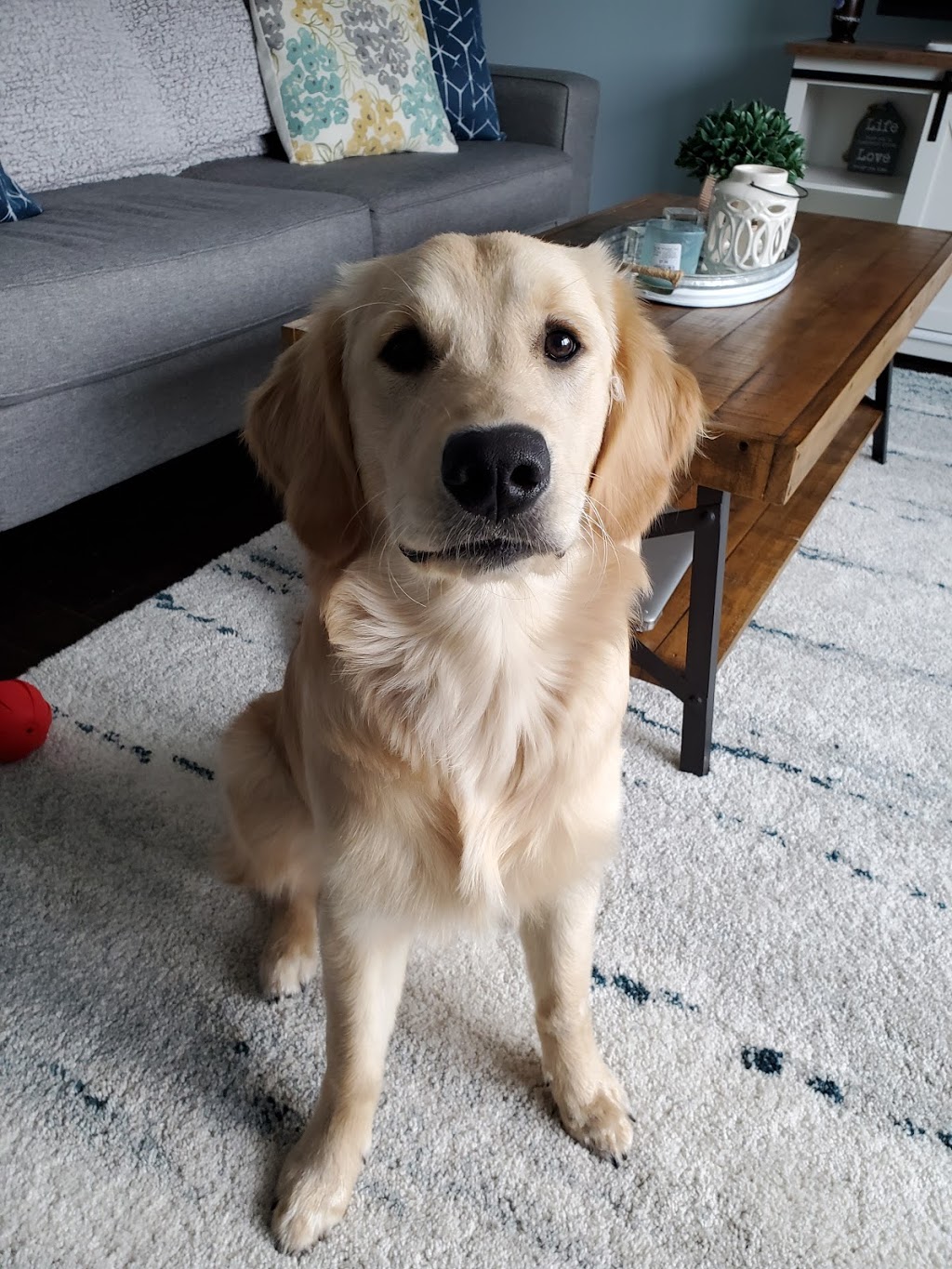 Happy Dance Dog Walking and Pet Sitting | 9848 Union Rd, Shedden, ON N0L 2E0, Canada | Phone: (226) 700-7209