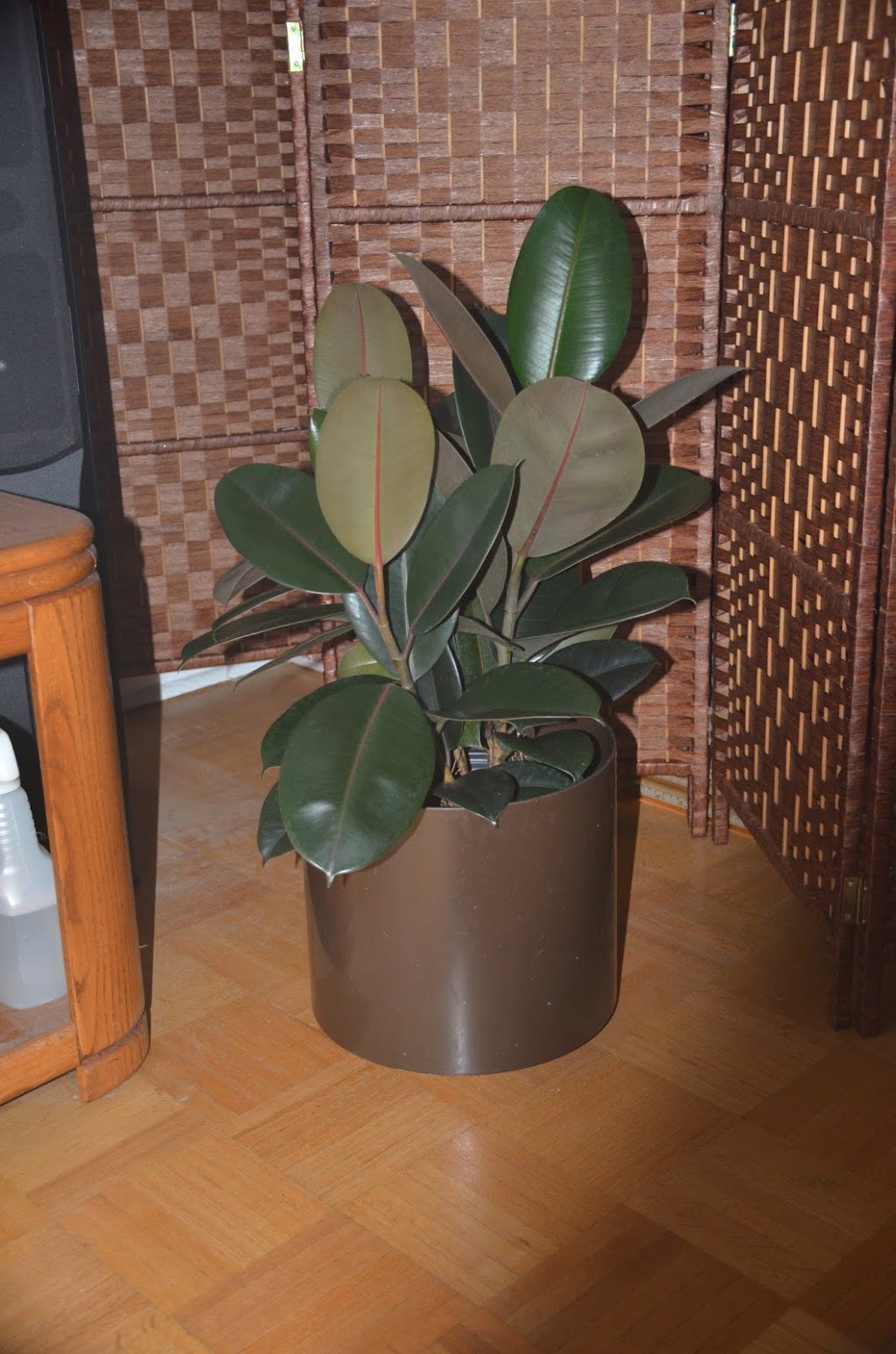 InteriorPlants.ca | 3092 Mavis Rd, Mississauga, ON L5C 1T8, Canada | Phone: (416) 904-7344