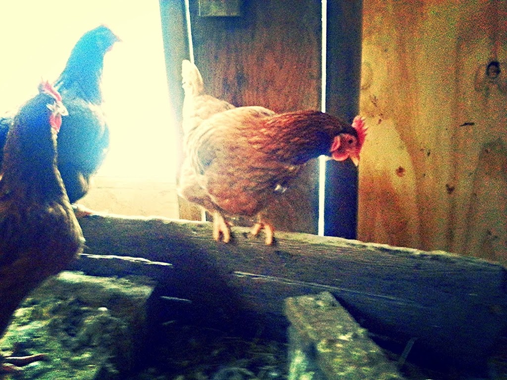 Mc-Bs Hoof and Feather Farm | 7764 Ridge Rd, Gasport, NY 14067, USA | Phone: (716) 531-5192