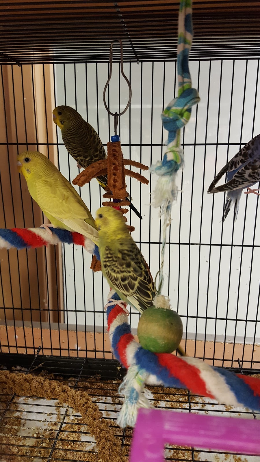 Paulmacs Pets | 12311 Hwy 35, Heritage Plaza, Minden, ON K0M 2K0, Canada | Phone: (705) 286-1172