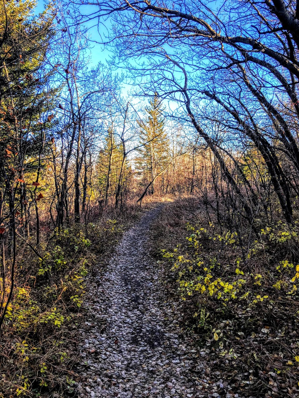 Douglas Fir Trail (east entrance) | branch from Quarry Road off of, Cedar Crescent SW, Calgary, AB T3C 3A6, Canada