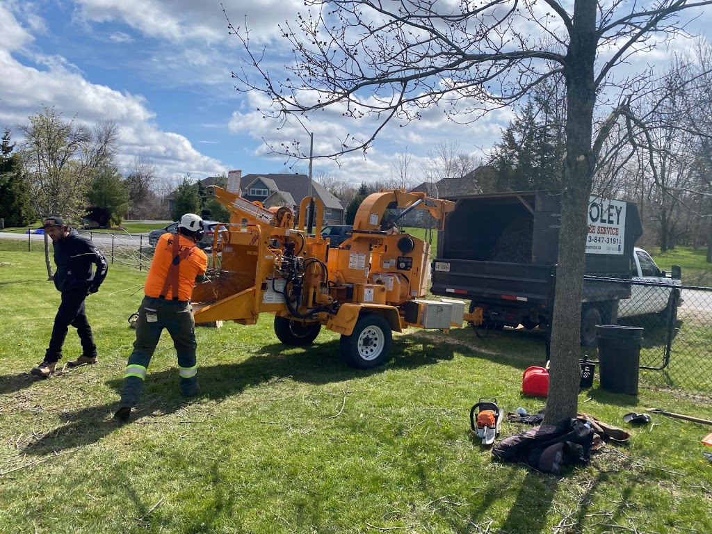 Foley Tree Service | 212 Sagers Corners Rd, Stirling, ON K0K 3E0, Canada | Phone: (613) 902-7464