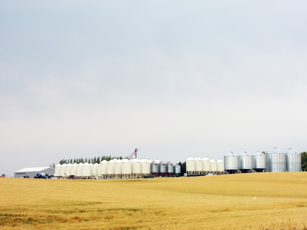 Wylie Seed and Processing | Box 250, Biggar, SK S0K 0M0, Canada | Phone: (306) 948-2807