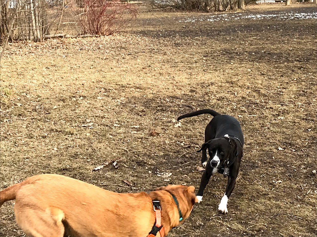 Aces High Dog Services | 162 Berry Rd, Etobicoke, ON M8Y 1W5, Canada | Phone: (416) 702-4106