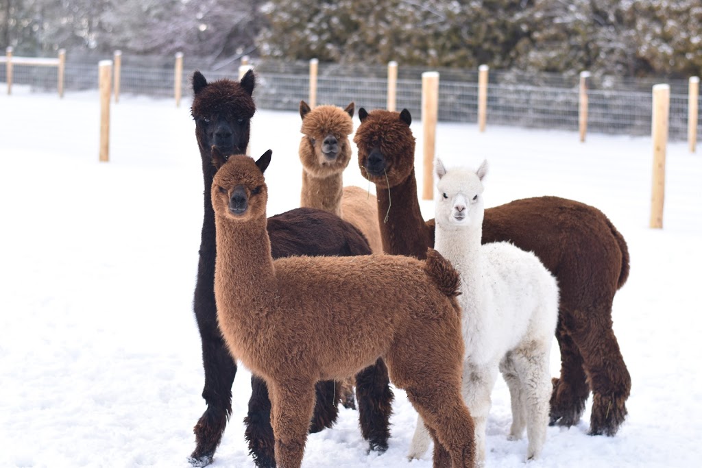 All In Alpacas | point of interest | 5811 6 Line, Guelph/Eramosa, ON N0B 2K0, Canada | 5192121695 OR +1 519-212-1695