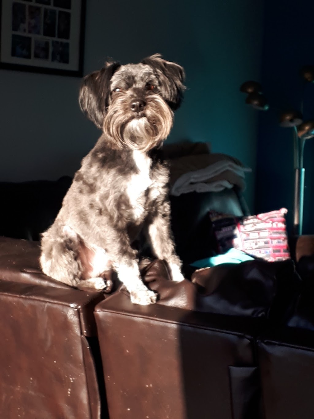 Barrie Poodle Salon | 264 St Vincent St, Barrie, ON L4M 3Z8, Canada | Phone: (705) 726-4744