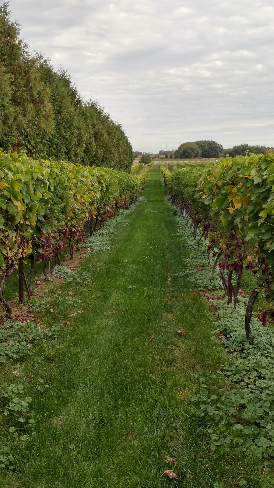 Vignoble & Microbrasserie Les Vents d'Ange 839 Chemin Principal