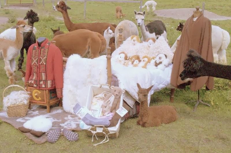 1 Stop Alpaca Farm | 1857 Durham Road #3 WE HAVE MOVED AND, DO NOT OFFER TOURS, Hampton, ON L0B 1J0, Canada | Phone: (905) 261-4240