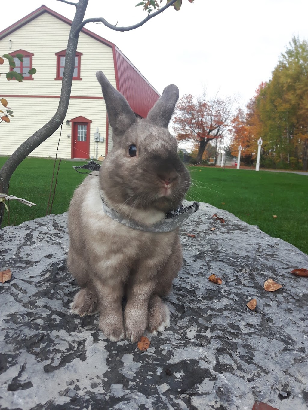 Ladysmith Ranch | 110 Chem. Fierobin, Ladysmith, QC J0X 2A0, Canada | Phone: (873) 354-7577