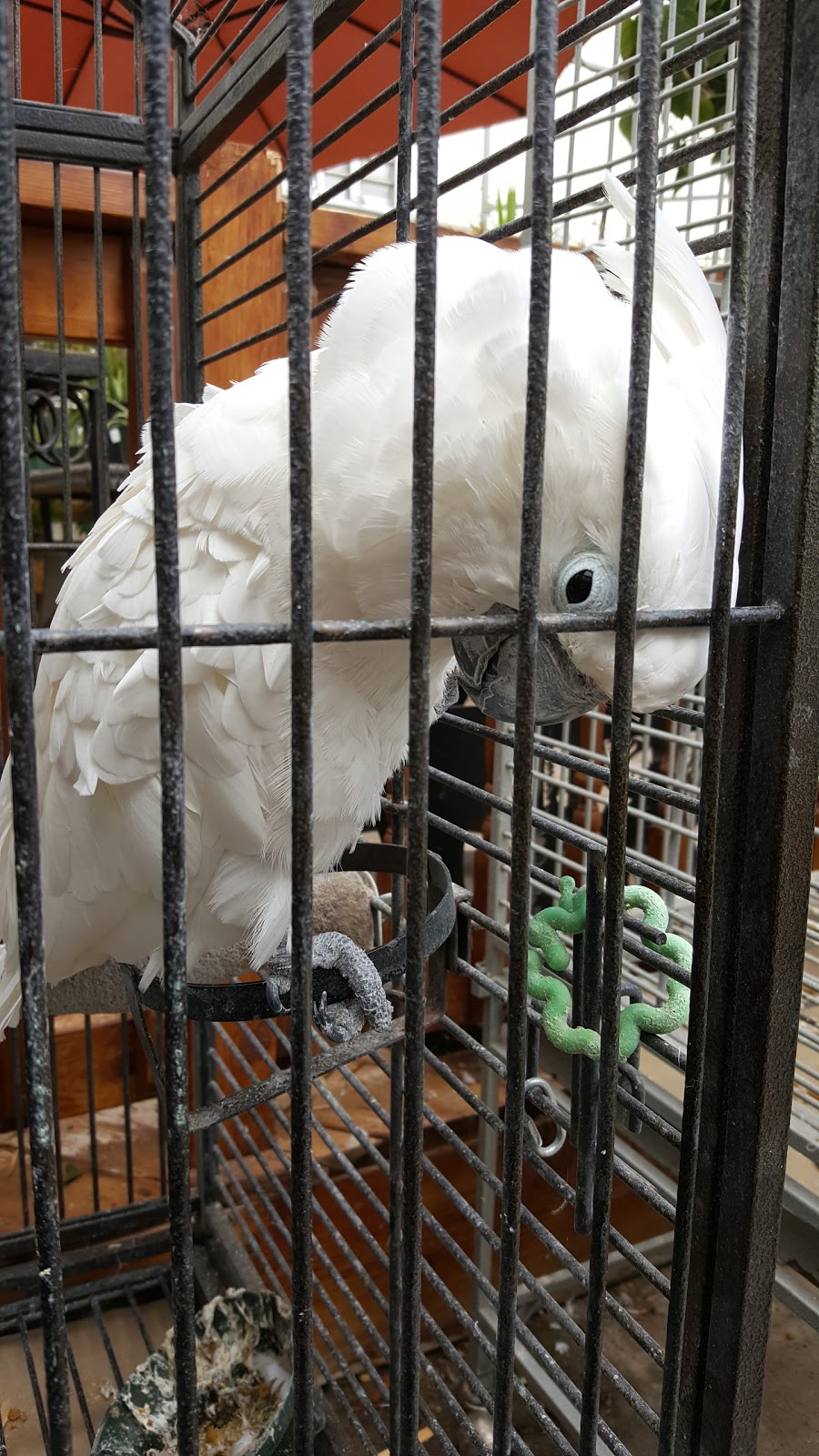 Meadowville Garden Centre Inc. | 7767 Wellington Rd 124, Guelph, ON N1H 6H7, Canada | Phone: (519) 822-0840