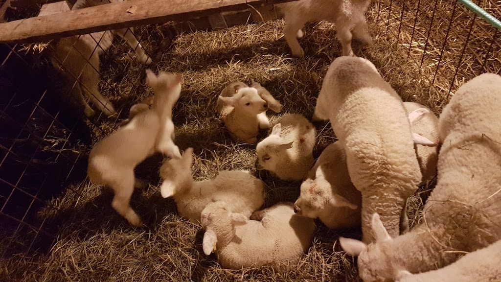 All Sorts Acre Farm, Home Of Happy Sheep Ice Cream | 1C0, ON-6, Ayton, ON N0G 1C0, Canada | Phone: (226) 203-2273