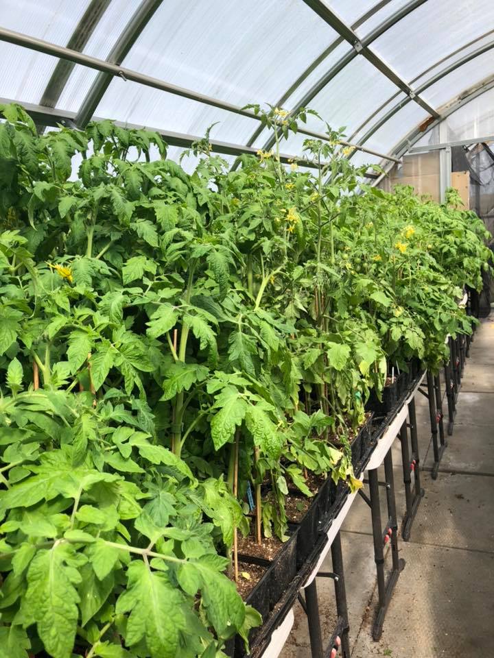 Dons Greenhouse and Aviary | Twp Rd 304 252070C, Linden, AB T0M 1J0, Canada | Phone: (403) 813-1812