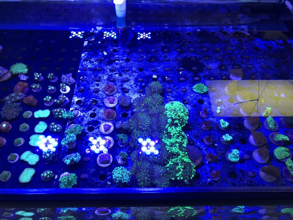 Aquarium Arc-En-Ciel | 1440 Rue Victoria, Greenfield Park, QC J4V 1M1, Canada | Phone: (450) 465-1888