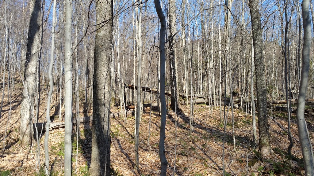 Mountain Trail Ouareau (National Trail) | QC-125, Notre-Dame-de-la-Merci, QC J0T 2A0, Canada | Phone: (450) 884-0484