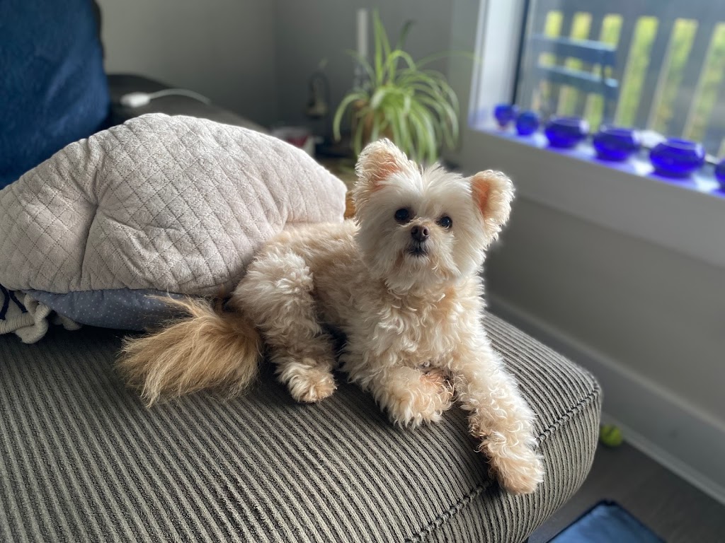 Nikkis Dog Grooming | 1112 2 Ave, Ladysmith, BC V9G 1J5, Canada | Phone: (250) 668-0656