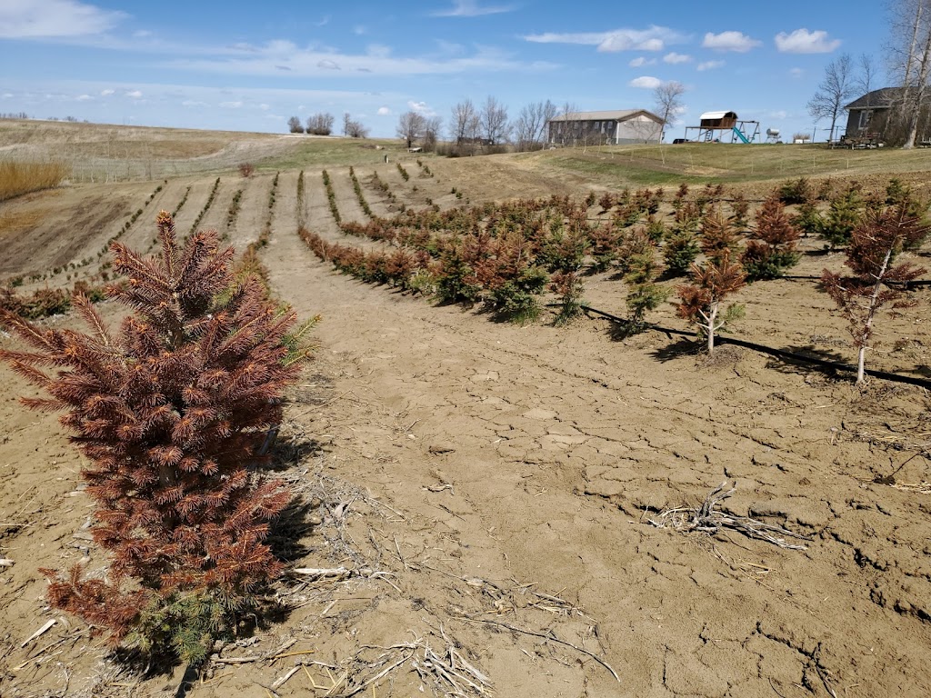 Koinonia Nursery | Box 51, Sidney, MB R0H 1L0, Canada | Phone: (204) 872-2255