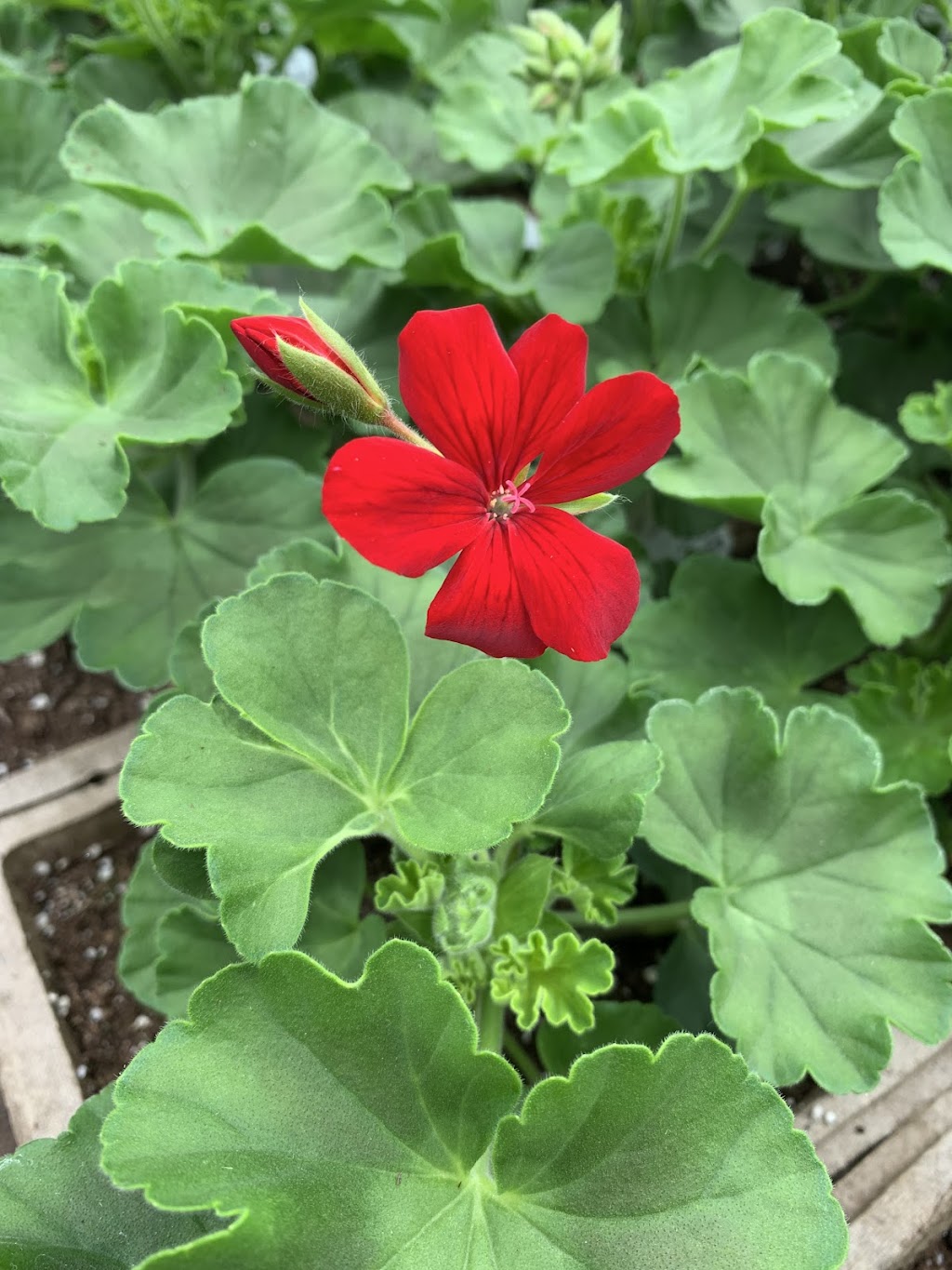 The Little Plant Nursery | 19 School Ln, Sackville, NB E4L 3J8, Canada | Phone: (506) 874-5982