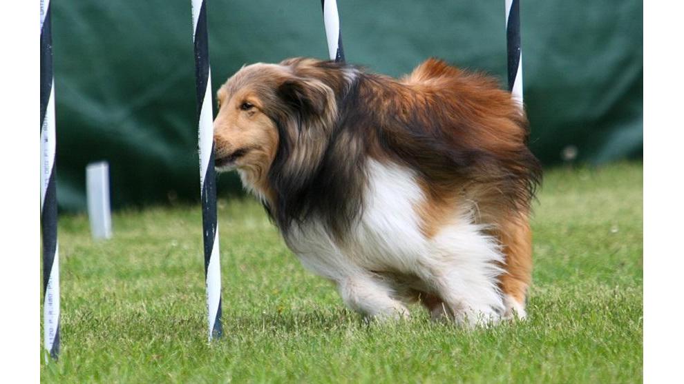 Rickfield Farm Agility Club | 8658 Bank St, Vernon, ON K0A 3J0, Canada | Phone: (613) 323-0872