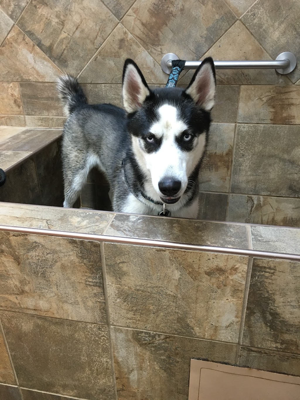 Pet Valu | 2377 Highway #2, Bowmanville, ON L1C 5A3, Canada | Phone: (905) 623-6613