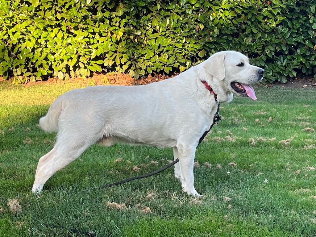 Woodside Labradors | 47920 Camp River Rd, Chilliwack, BC V4Z 0B6, Canada | Phone: (604) 991-8001