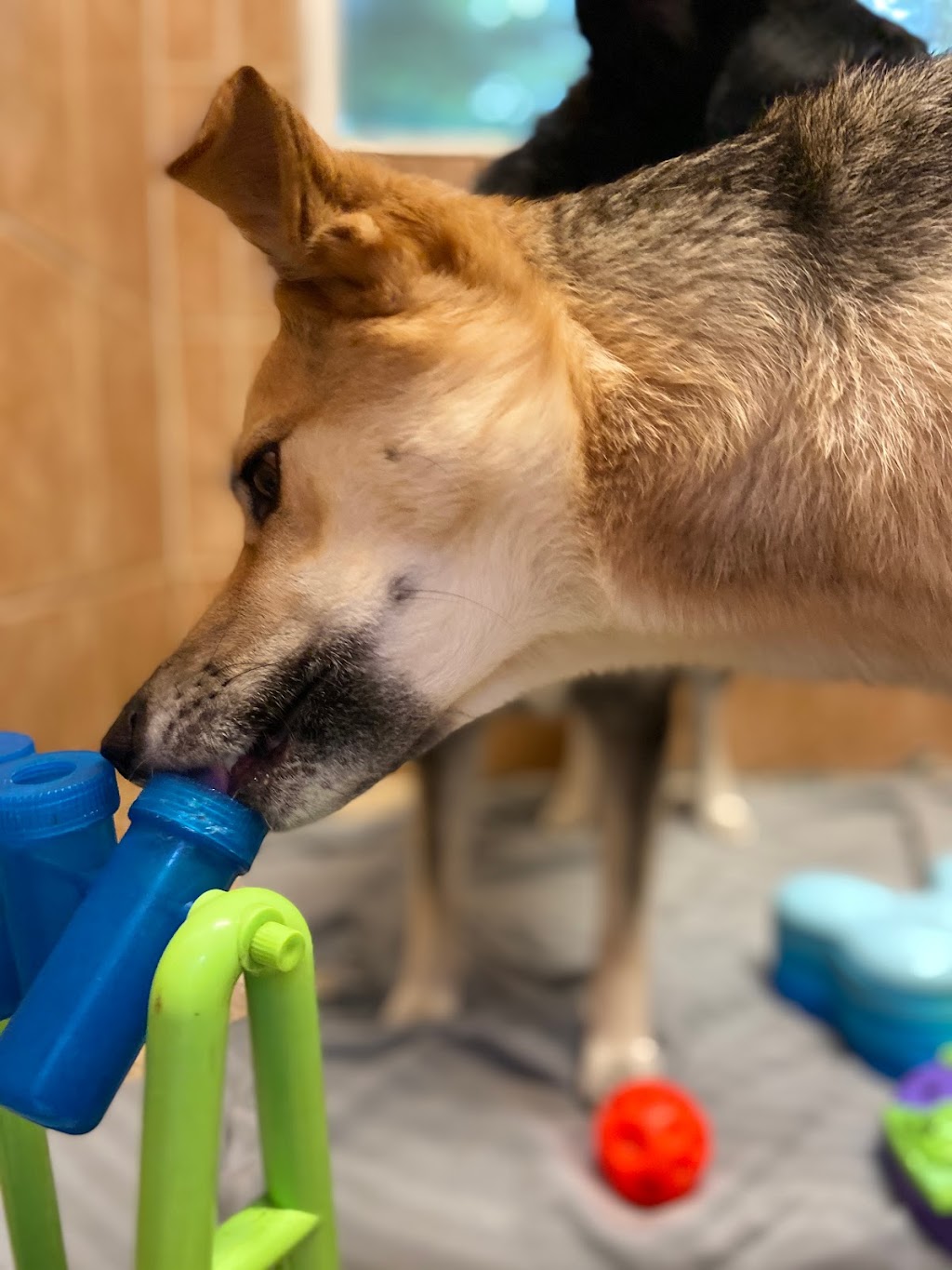 Bowen Island Dog Ranch | 1302 Adams Rd, Bowen Island, BC V0N 1G0, Canada | Phone: (604) 947-6965