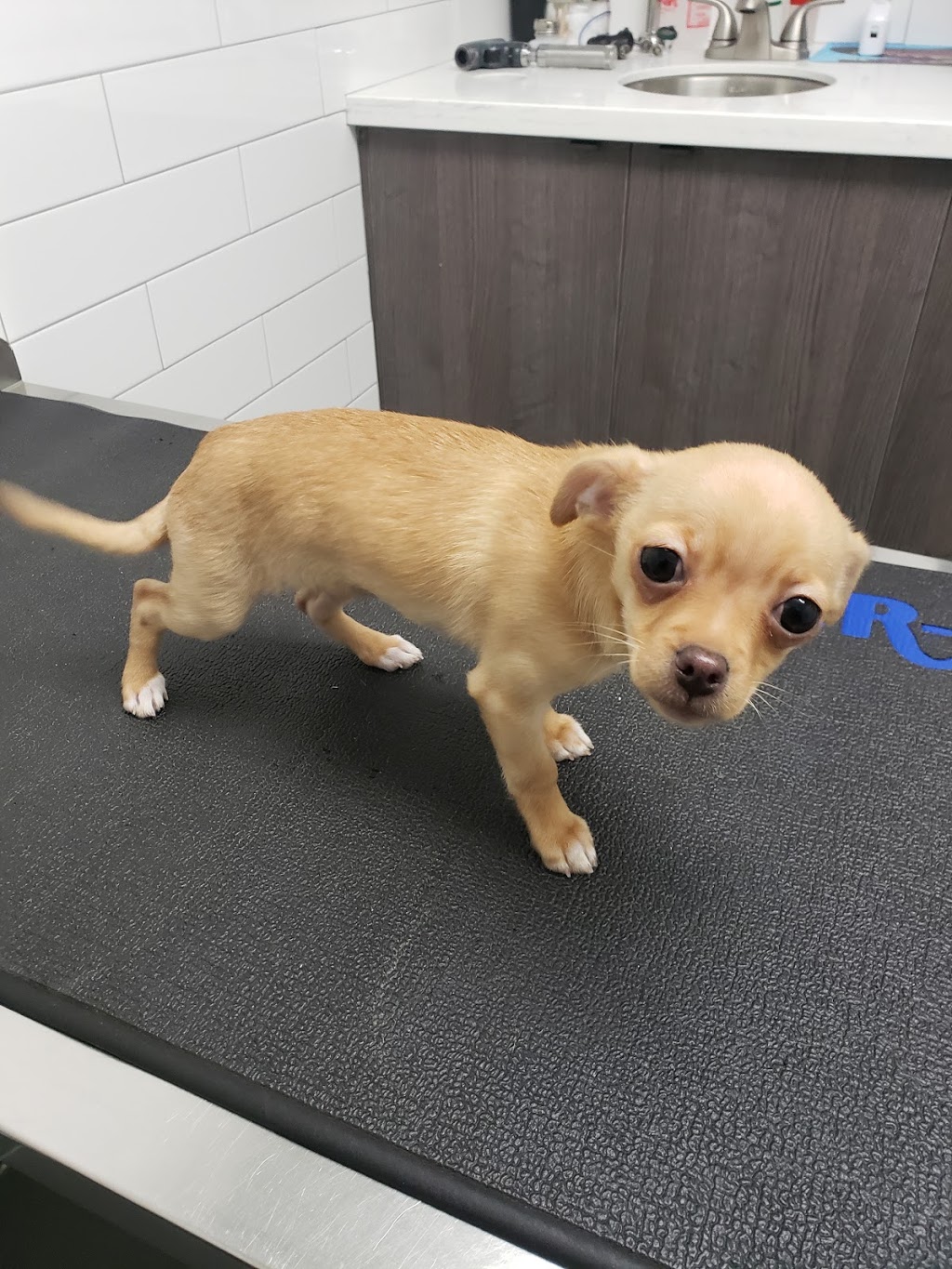 Mississauga Animal Hospital | 365 Dundas St E, Mississauga, ON L5A 1X3, Canada | Phone: (905) 270-4784