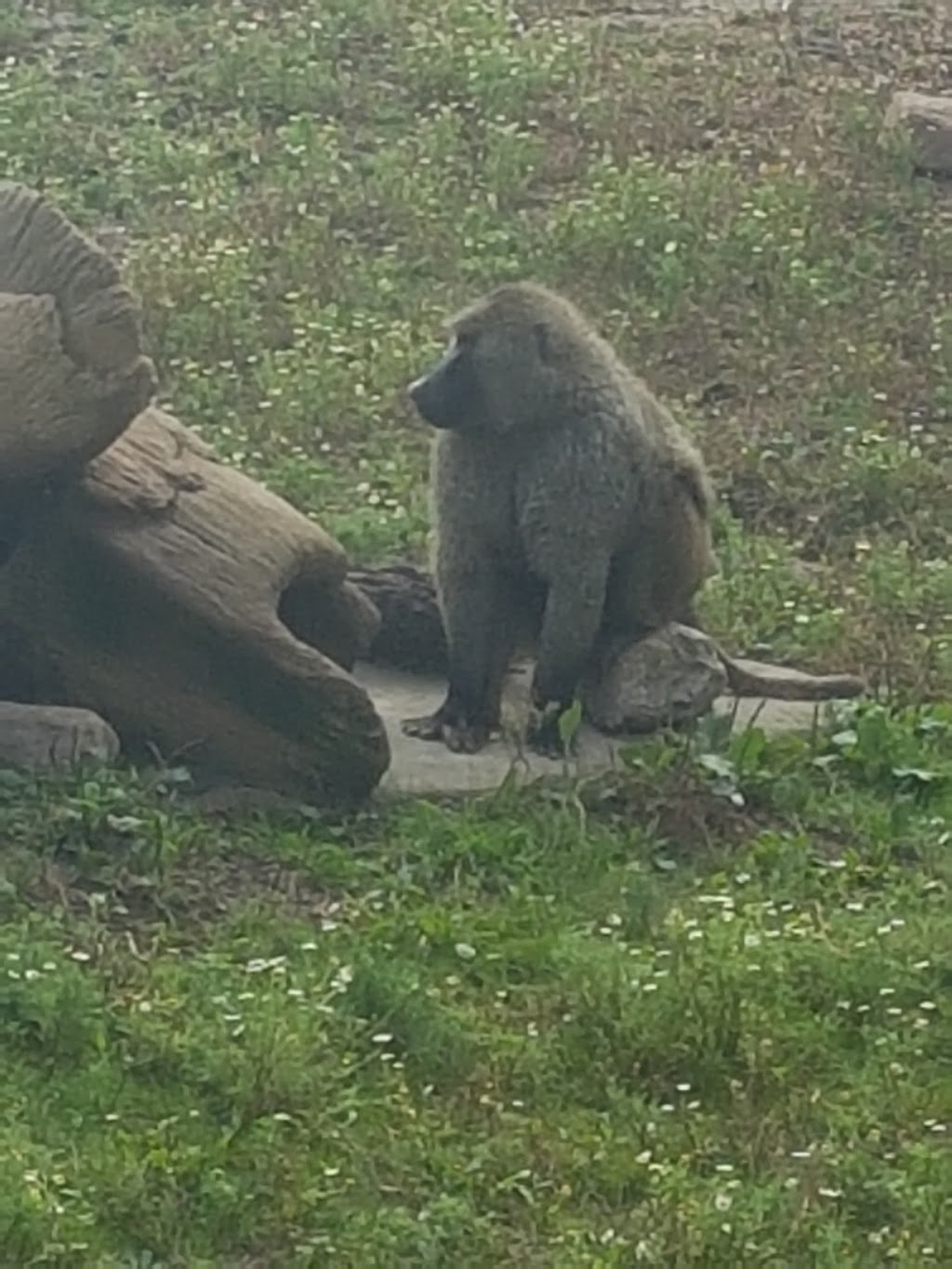 Simba Safari Lodge | Toronto Zoo, 2000 Meadowvale Rd, Scarborough, ON M1B 5K7, Canada | Phone: (416) 392-5929