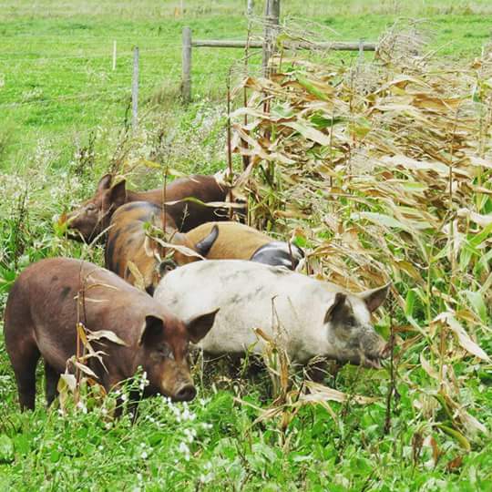 McIntosh Farms | 6800-6998 Rd 173, Atwood, ON N0G 1B0, Canada | Phone: (519) 897-1226