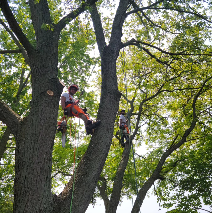 Family Tree Arborists | 693, Talmill Towers, 304 Talbot St, London, ON N6A 2T7, Canada | Phone: (519) 520-0806