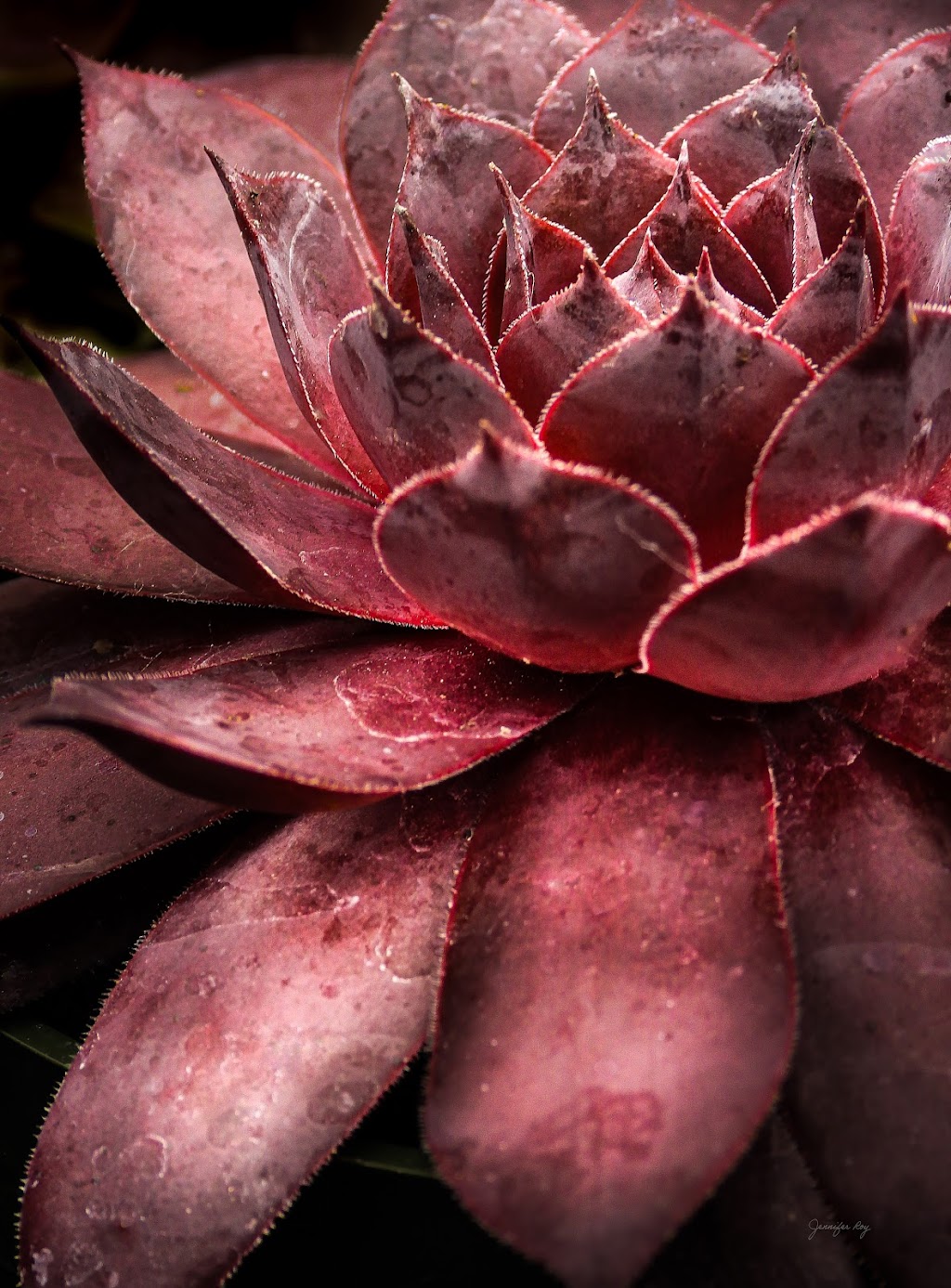 Jennifer Roy Photography | 47424 Chartwell Dr, Chilliwack, BC V2P 8B2, Canada | Phone: (604) 302-0803