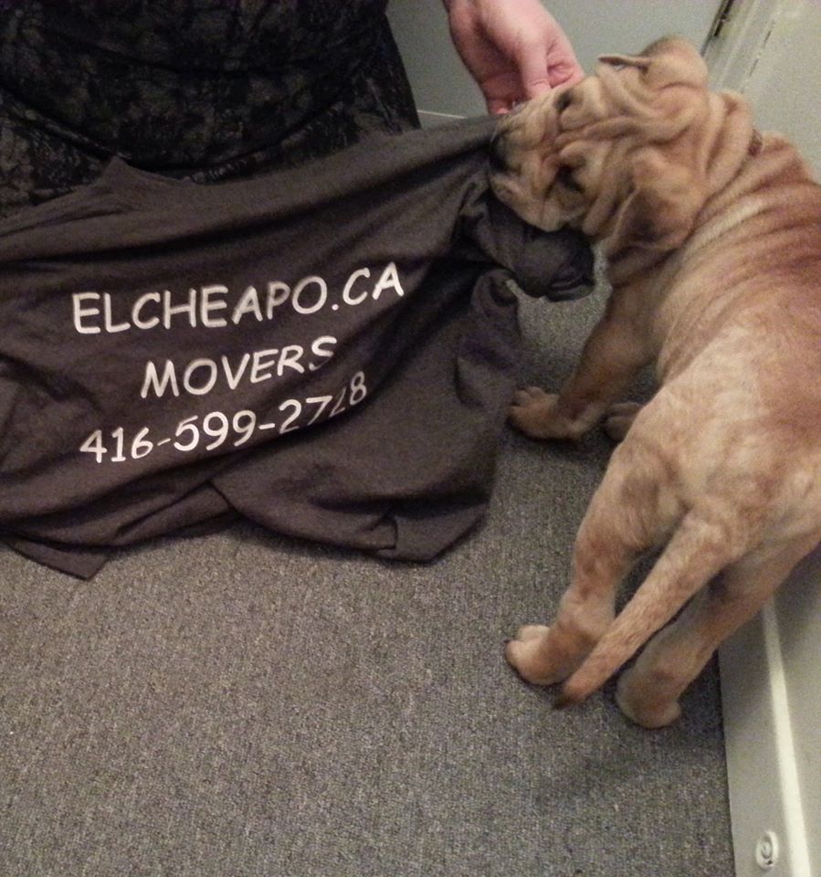 El Cheapo Movers | 341 Eastern Ave, Toronto, ON M4M 1B7, Canada | Phone: (416) 599-2728
