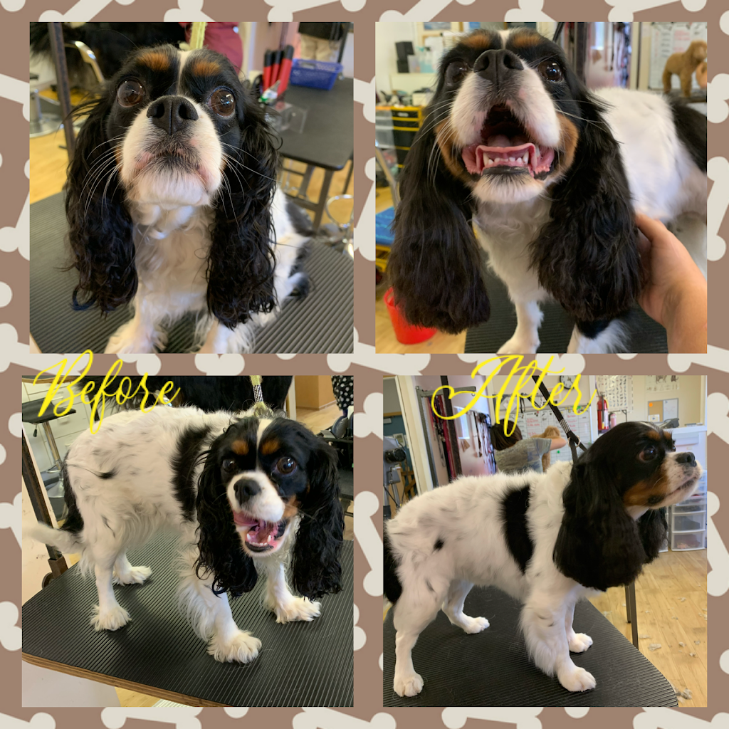 The Dogs Paw | 1423 Brunette Ave #207, Coquitlam, BC V3K 7A2, Canada | Phone: (778) 879-7694