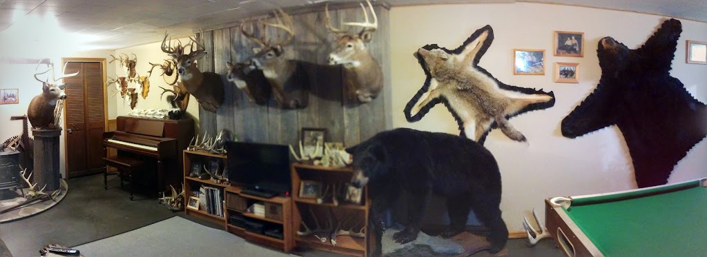 Bluewater Taxidermy | 37881 Crystal Springs Road, R.R. # 1, Varna, ON N0M 2R0, Canada | Phone: (519) 301-5137