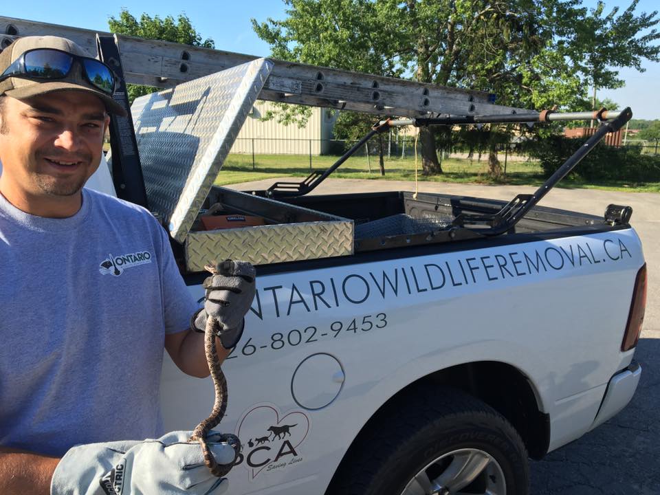 Ontario Wildlife Removal Inc. | 56 Highland Dr, Brantford, ON N3T 0L5, Canada | Phone: (226) 802-9453