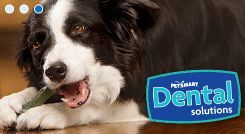 PetSmart | 120 Portia Drive Unit 7, Suite, ON L9G 0G1, Canada | Phone: (905) 648-8958