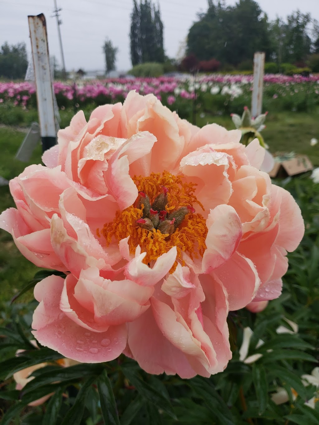 Pure Peonies | 2949 E Badger Rd, Everson, WA 98247, USA | Phone: (360) 966-7878