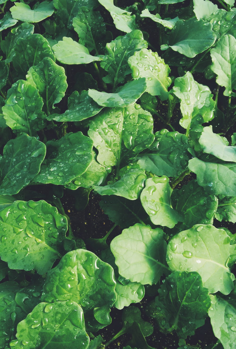 Cedar Down Farm | 222145 Concession Rd 14, Neustadt, ON N0G 2M0, Canada | Phone: (519) 665-2008