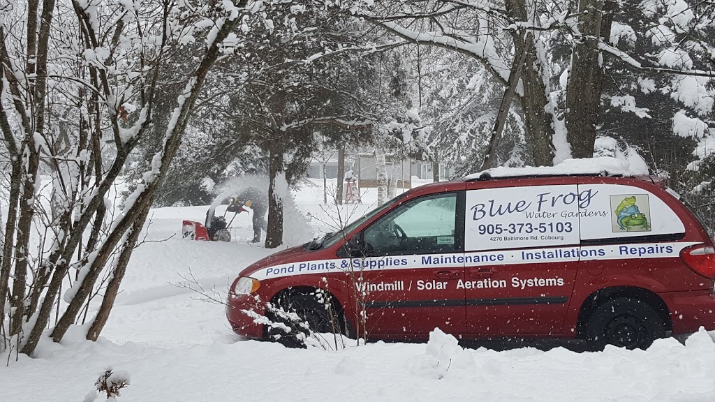 Blue Frog Water Gardens | 4270 Baltimore Rd, Cobourg, ON K9A 0X2, Canada | Phone: (905) 373-5103