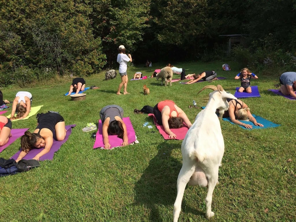 Happy Tales Animal Sanctuary | 3225 Wilton Rd, Harrowsmith, ON K0H 1V0, Canada | Phone: (613) 217-2570