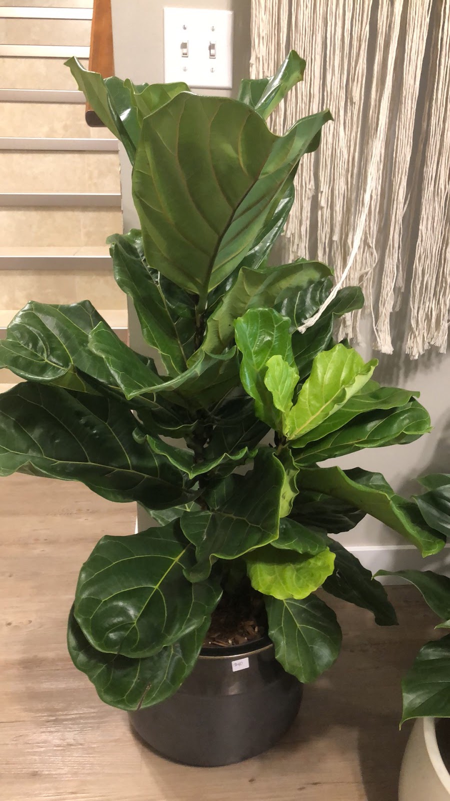 Plant It Modern | 338 Ave E, Foothills No. 31, AB T1S 5N8, Canada | Phone: (403) 669-4651
