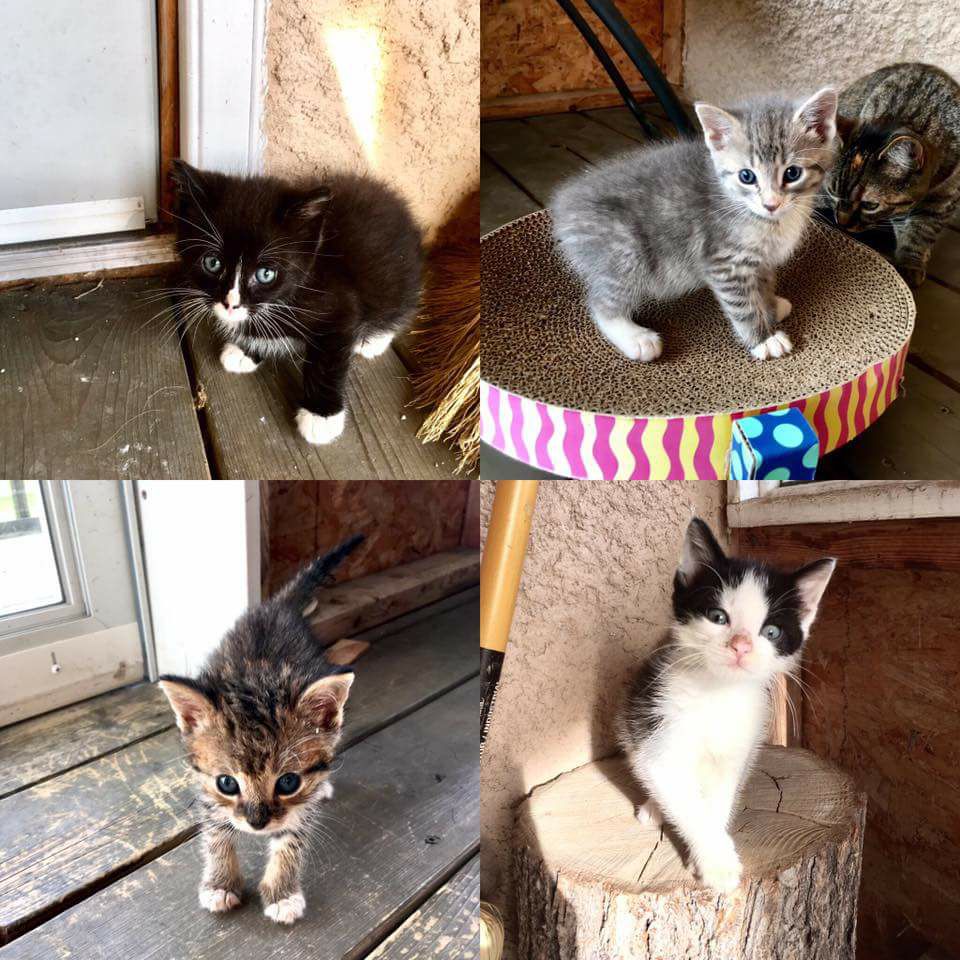 Pembina Veterinary Hospital | 400 Pembina Hwy, Winnipeg, MB R3L 2E7, Canada | Phone: (204) 452-9427